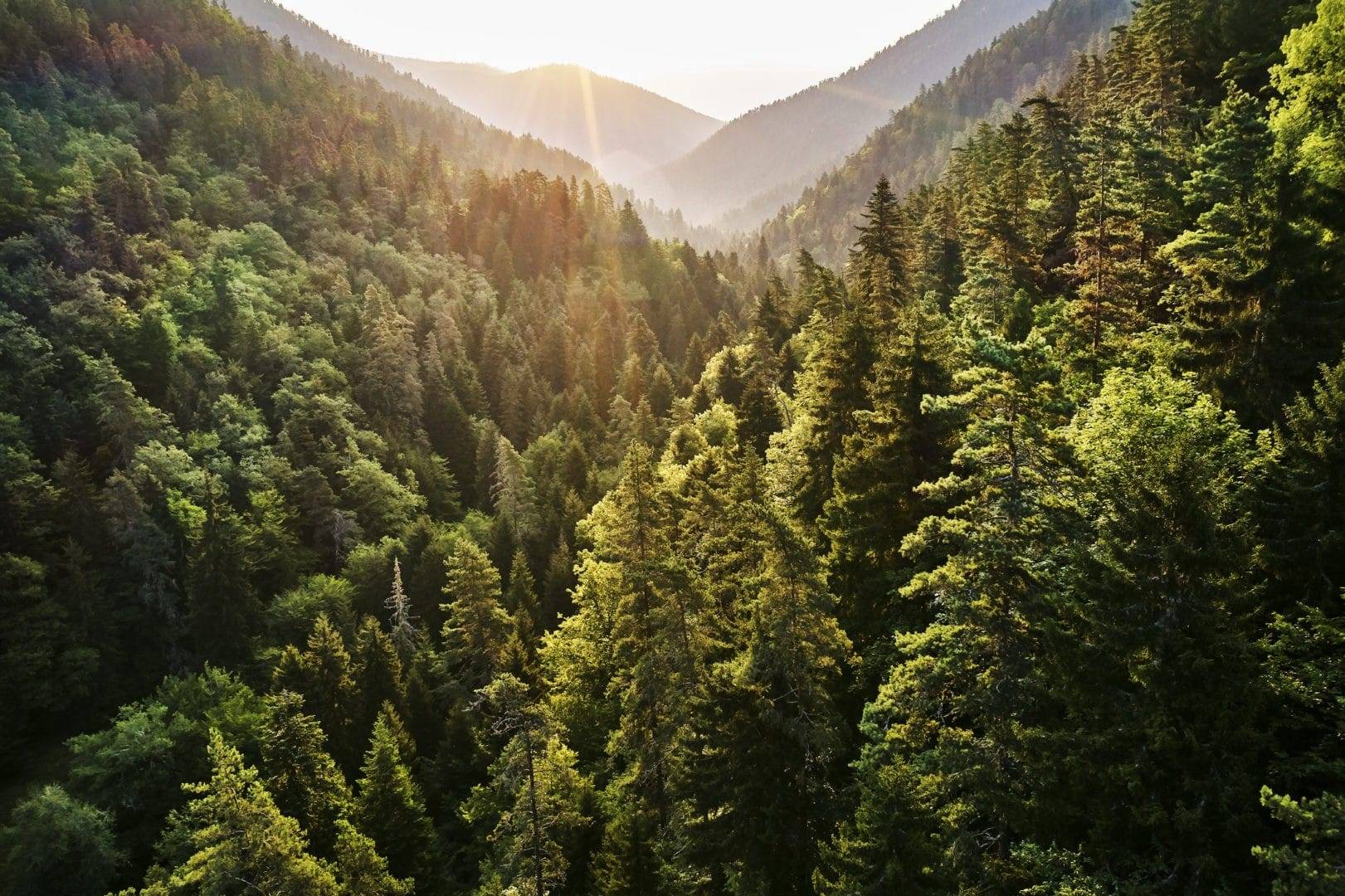 Borjomi Kharagauli National Park, Georgia